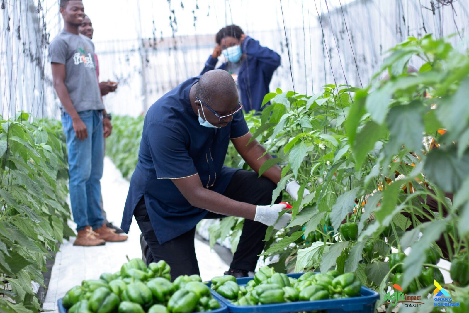 Green Pepper Project